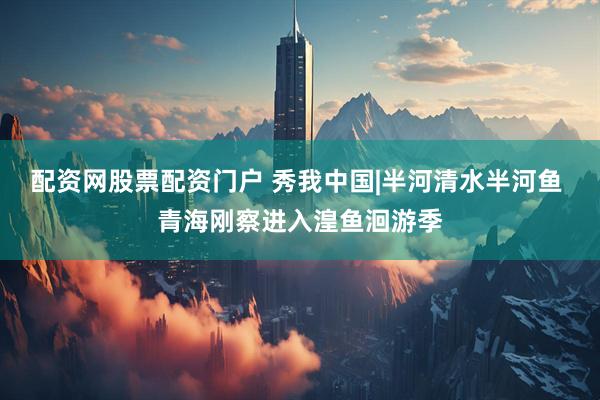 配资网股票配资门户 秀我中国|半河清水半河鱼 青海刚察进入湟鱼洄游季